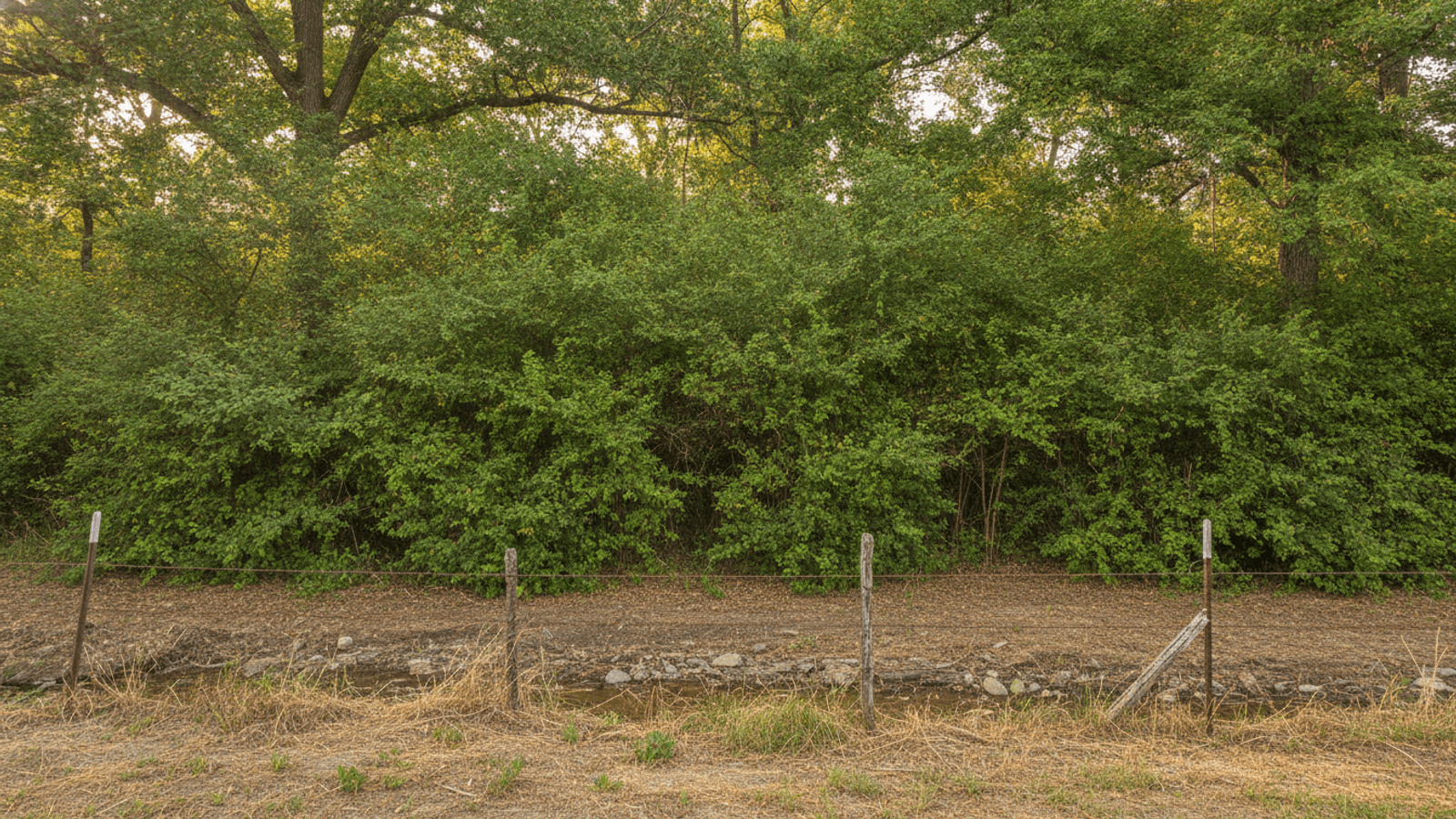 Dense wall of bush honeysuckle filling the understory along a fence line and dry creek bed in northeast Kansas