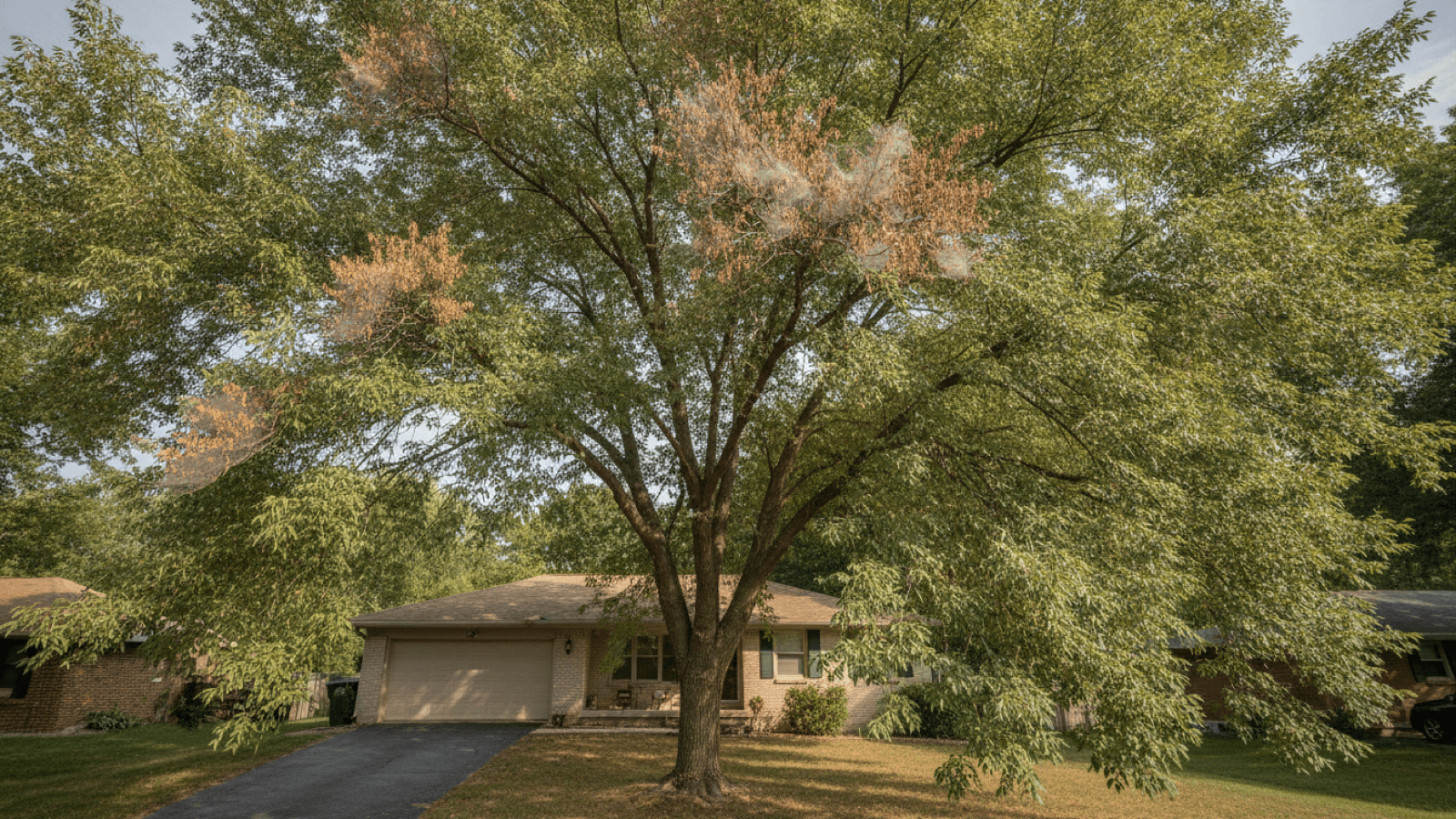 Brown webbed foliage near the crown of a honey locust tree in Topeka